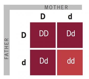 Punnet square