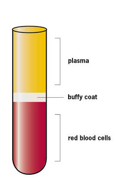 Buffy coat image