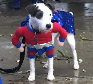 Super dog