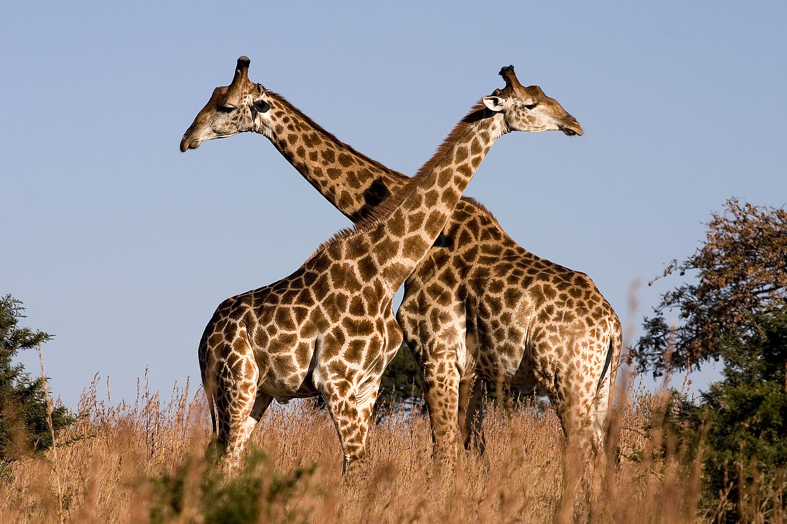 Giraffe is the tallest animal in the world. It has long legs and neck.  neck. Its long neck helps in 