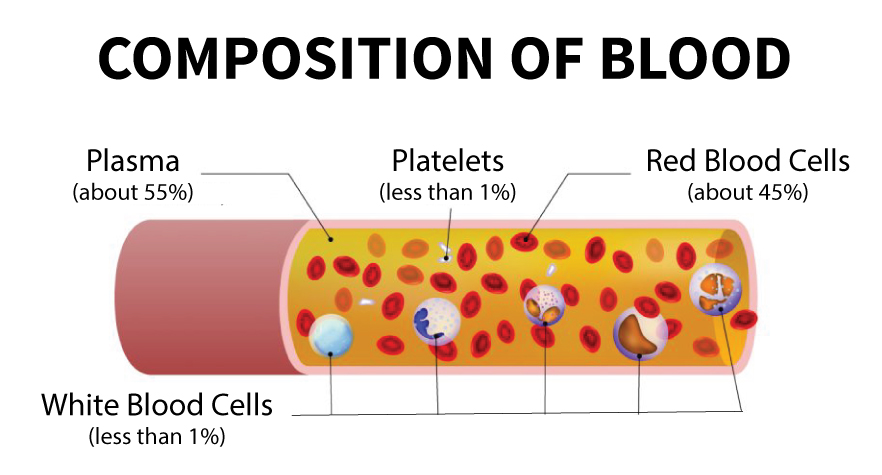 Components Of Blood Stanford Blood Center