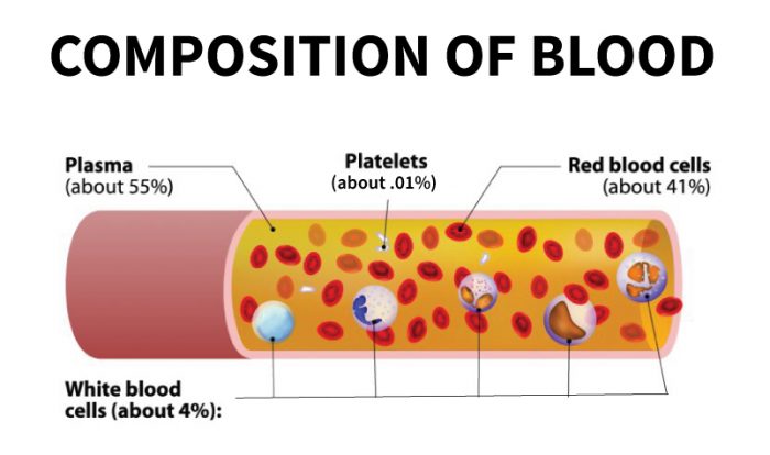 composition of blood pdf