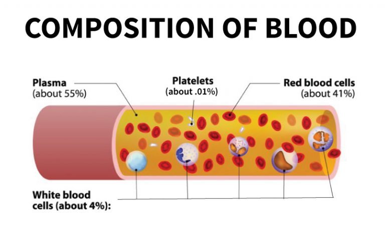 Blood composition Stanford Blood Center blood-composition-stanford-blood-center