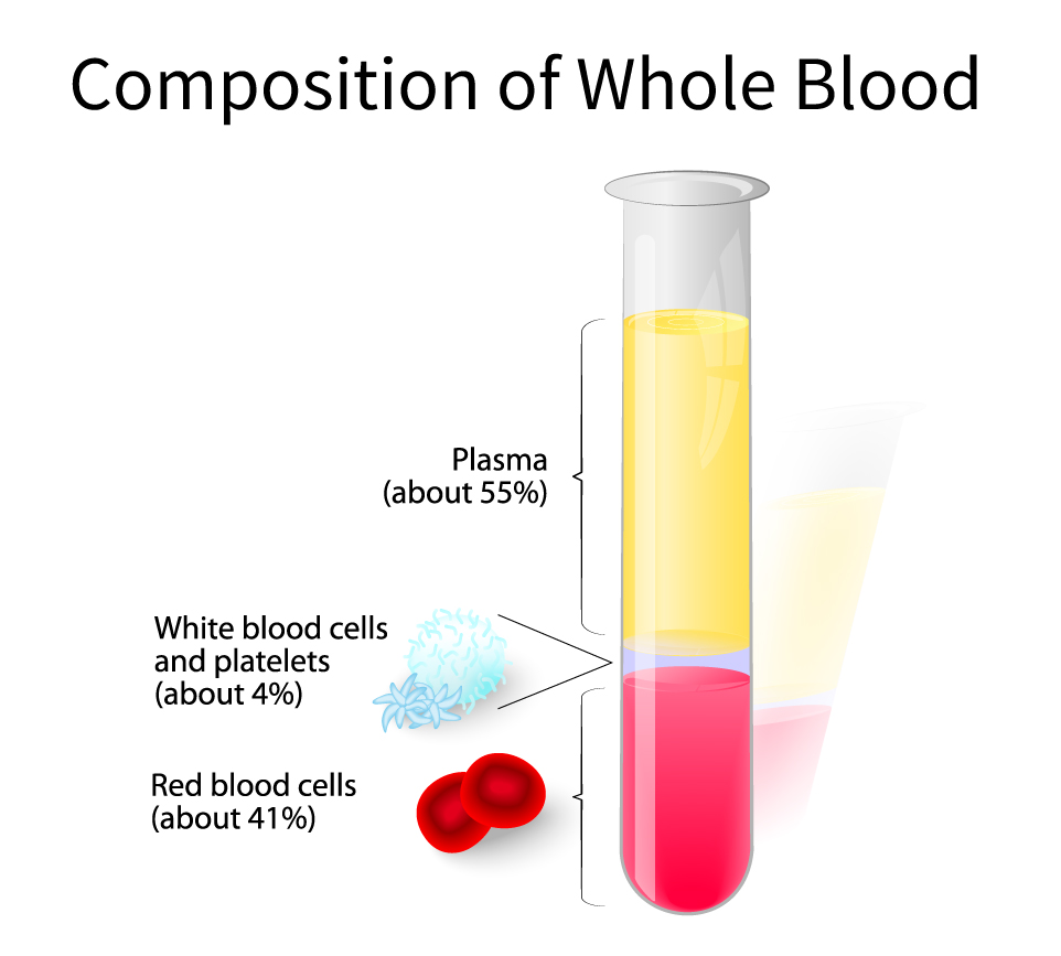 write an essay on composition of blood