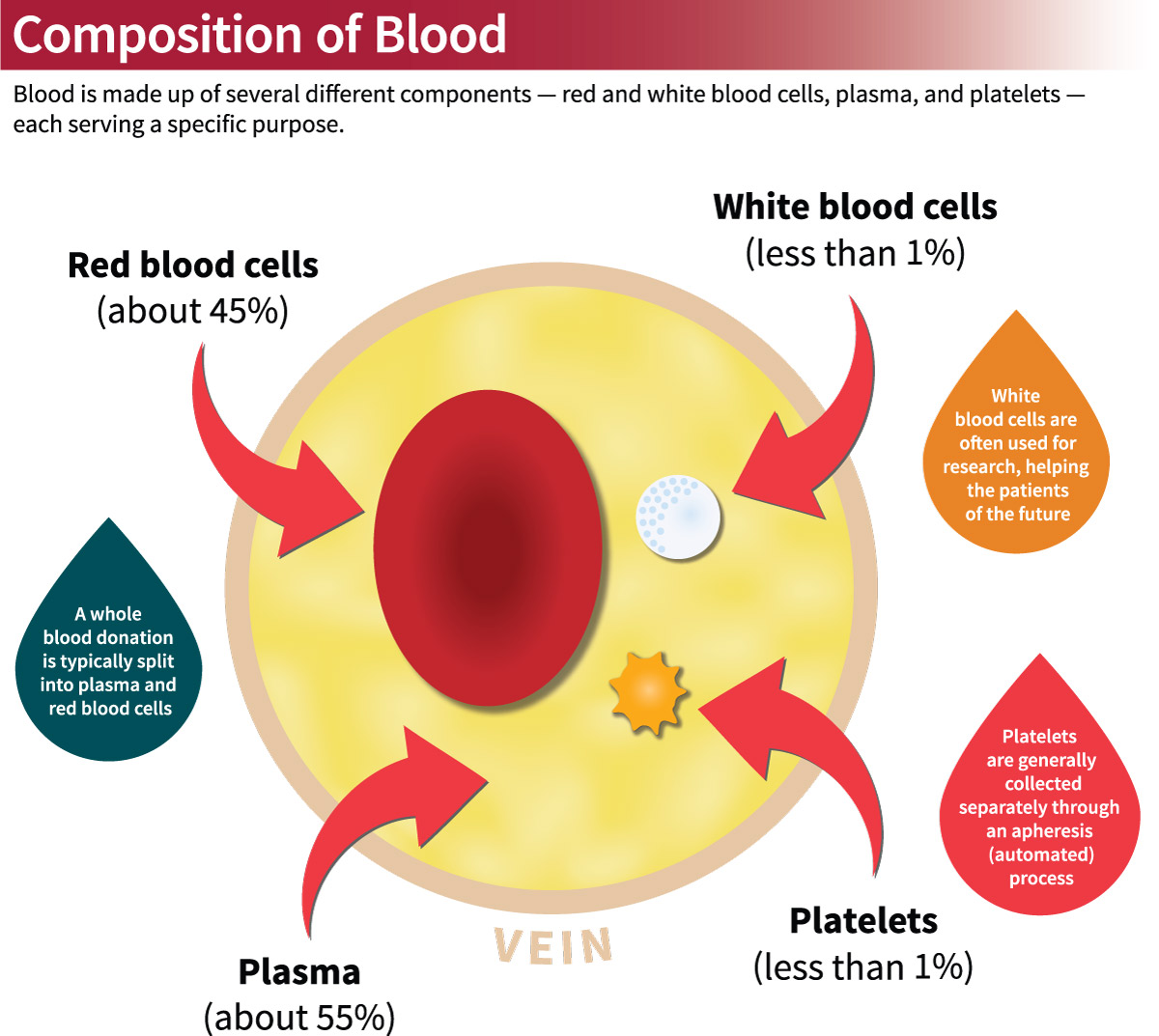 Red Blood Cells And White Blood Cells And Plasma