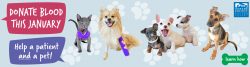 Donate blood in January to support the Humane Society Silicon Valley
