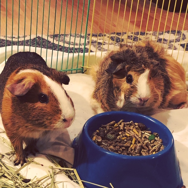 Guinea pigs Jingu and Bridget