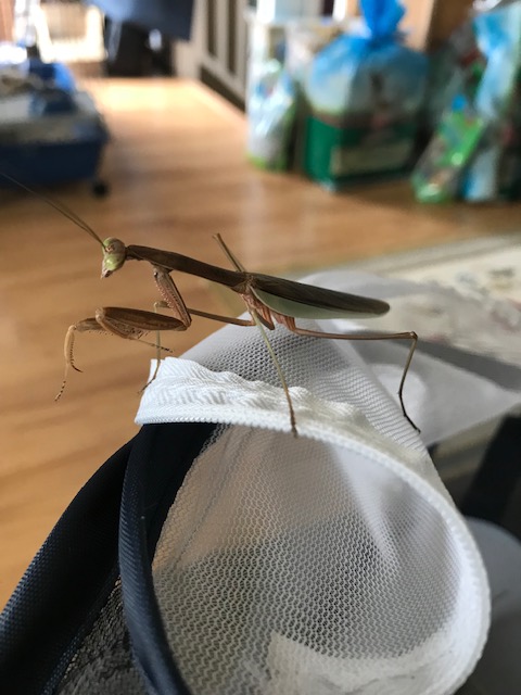 Maize the Praying Mantis