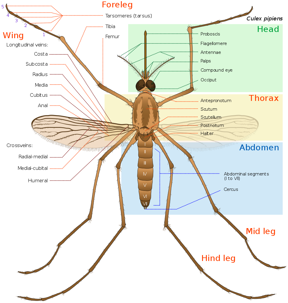 mosquito bite diagram